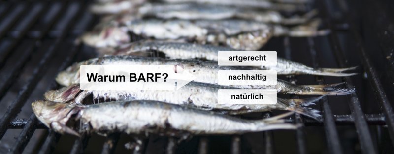 Warum ist BARF artgerecht? – Ernährungsberatung & Barfberatung