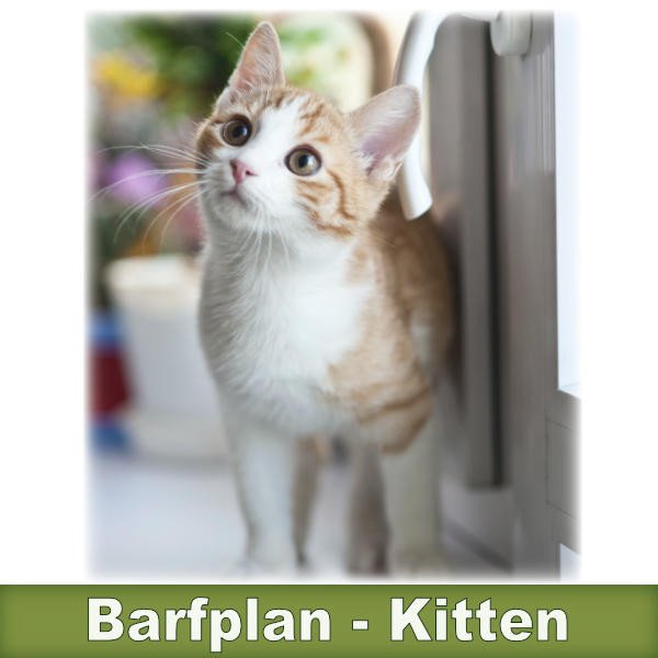 Barfplan Kitten Kätzchen 