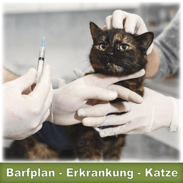 Barfplan Futterplan Ernährungsberatung kranke Katze
